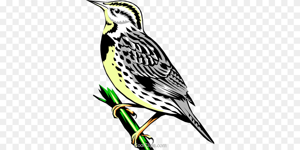 Western Meadowlark Royalty Vector Clip Art Illustration, Animal, Anthus, Bird, Finch Free Transparent Png