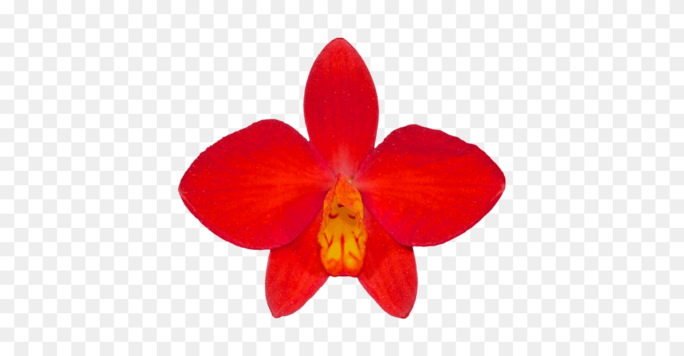Western Orchids Top Stuff For People Who Know Their Stuff, Flower, Plant, Petal, Orchid Png Image
