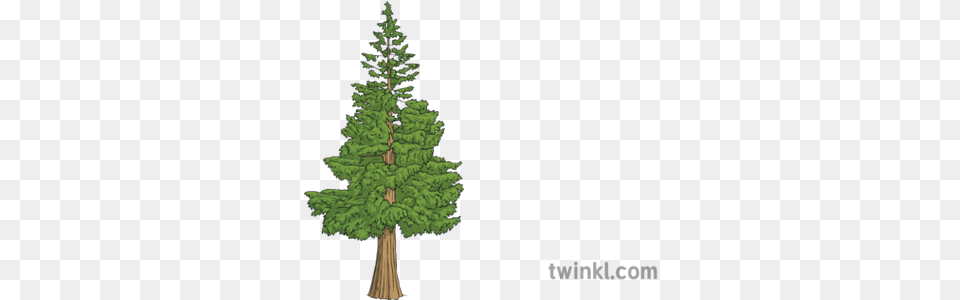 Western Red Cedar Tree Science Ks2 Illustration Twinkl Christmas Tree, Fir, Pine, Plant, Conifer Free Png