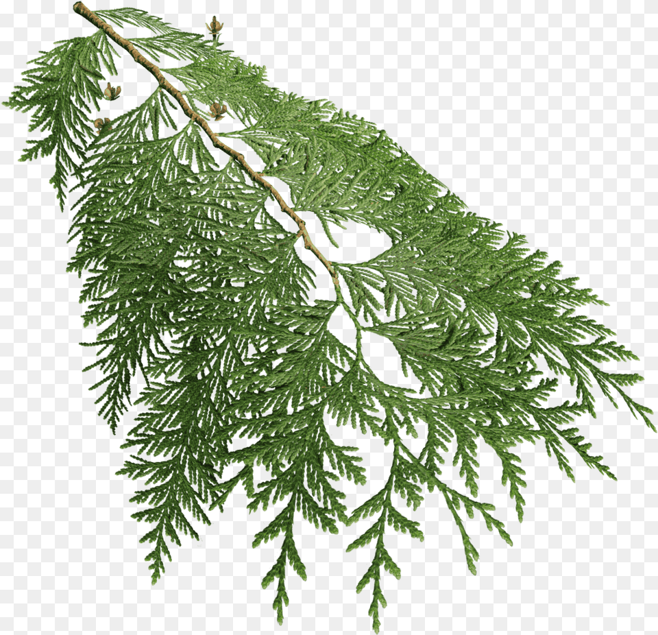 Western Redcedar Cupressaceae, Conifer, Plant, Tree, Fir Free Transparent Png