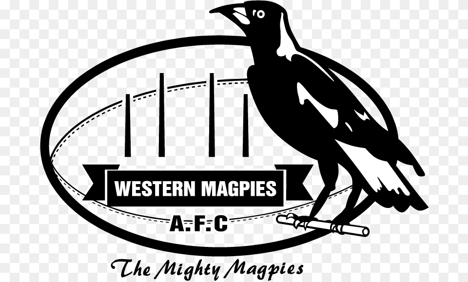 Western Sherwood Magpies, Person, Animal, Bird, Magpie Png Image