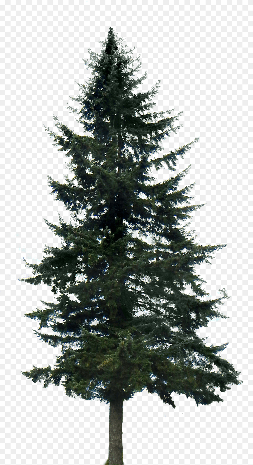 Western Yellow Pine Tree Clip Art Pine Tree With No Background Free Png