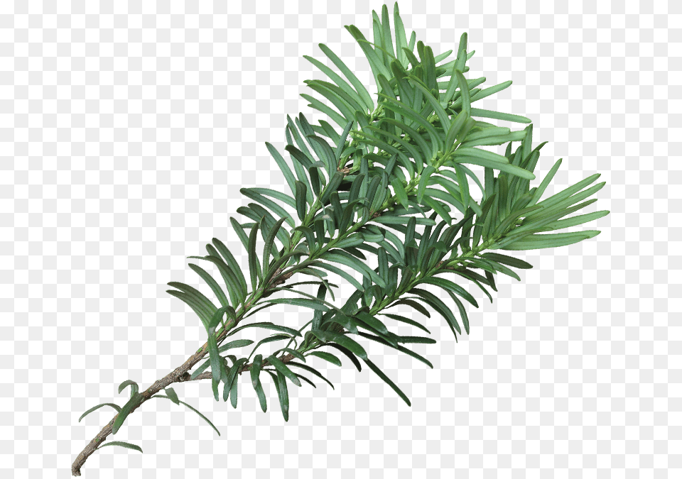 Western Yew, Conifer, Plant, Tree, Fir Free Png Download