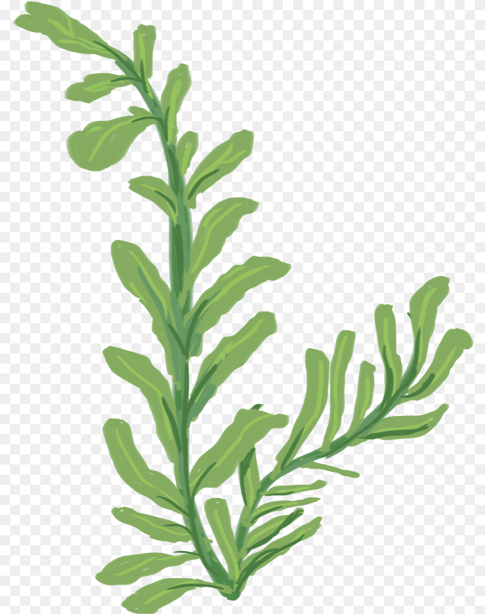 Western Yew, Herbal, Herbs, Leaf, Plant Free Png Download