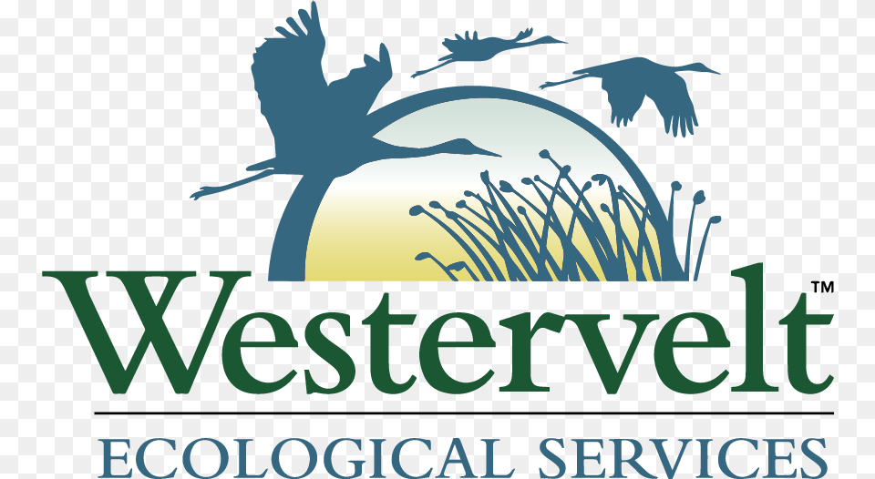 Westervelt Ecological Services, Animal, Bird, Waterfowl, Crane Bird Png Image