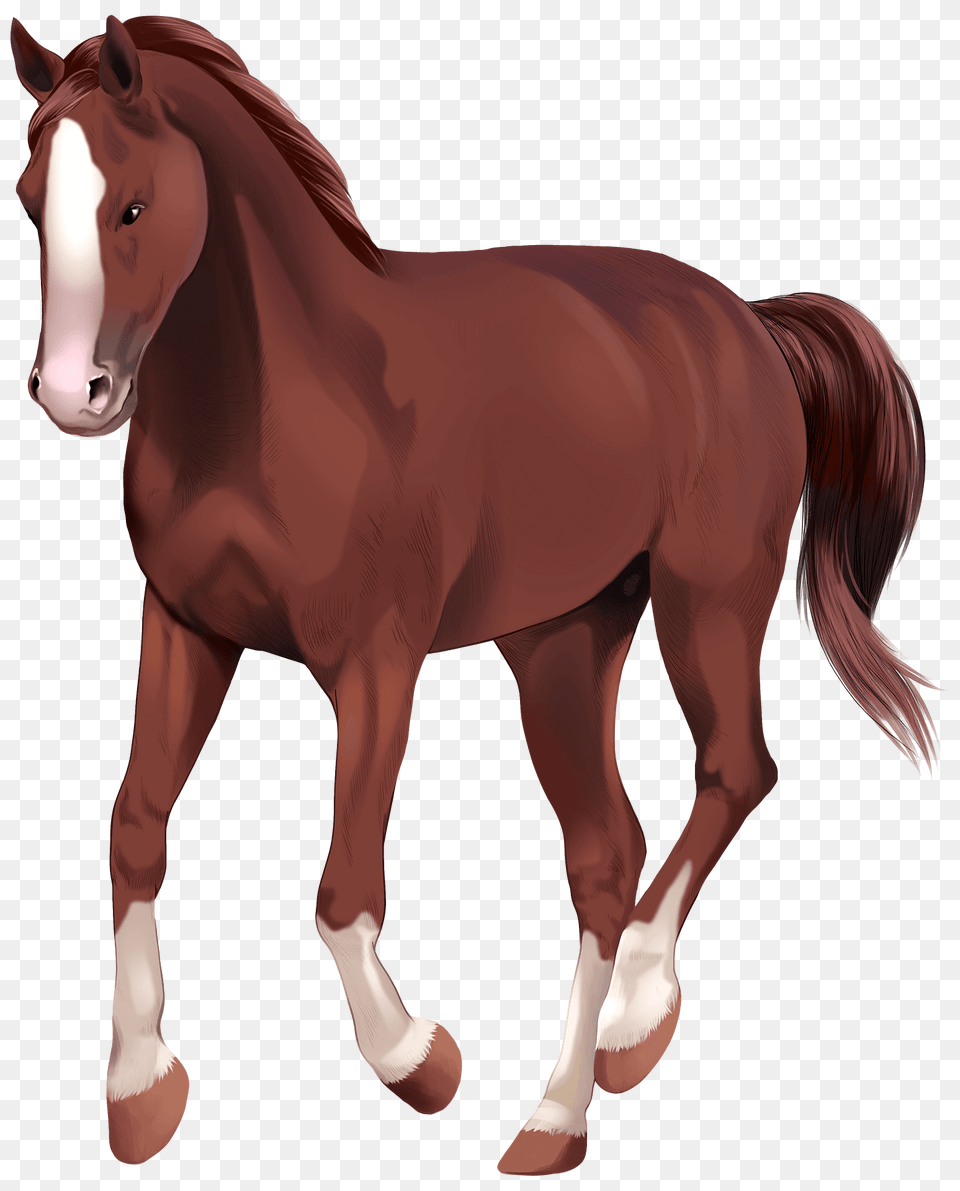 Westphalian Horse Clipart, Animal, Colt Horse, Mammal Png Image