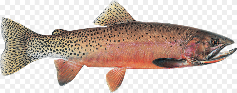 Westslope Cutthroat Westslope Cutthroat Trout, Animal, Fish, Sea Life Png