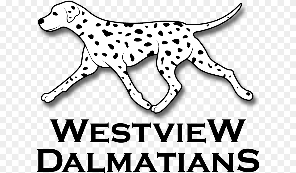 Westview Dalmatians 3847, Animal, Canine, Mammal, Dog Free Png