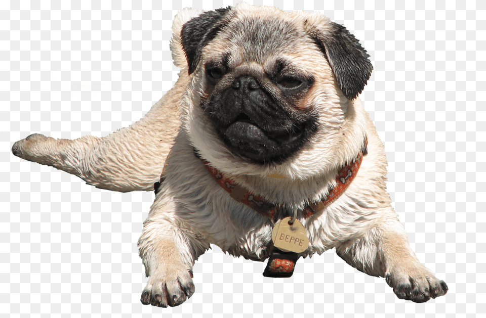 Wet Pug, Animal, Canine, Dog, Mammal Free Png Download