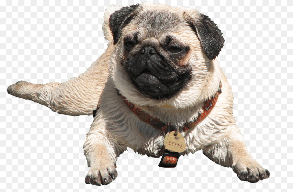 Wet Pug Pug, Animal, Canine, Dog, Mammal Free Transparent Png