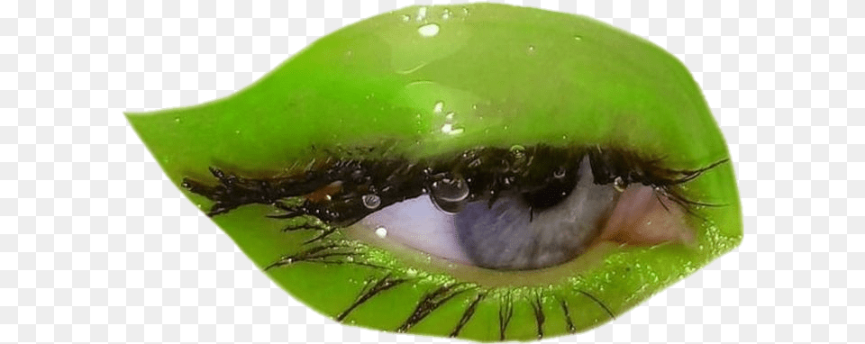 Wetgreeneyeseyeeyemakeup Fillerastheticshinymoodpolyvor Macro Photography, Flower, Leaf, Petal, Plant Free Transparent Png