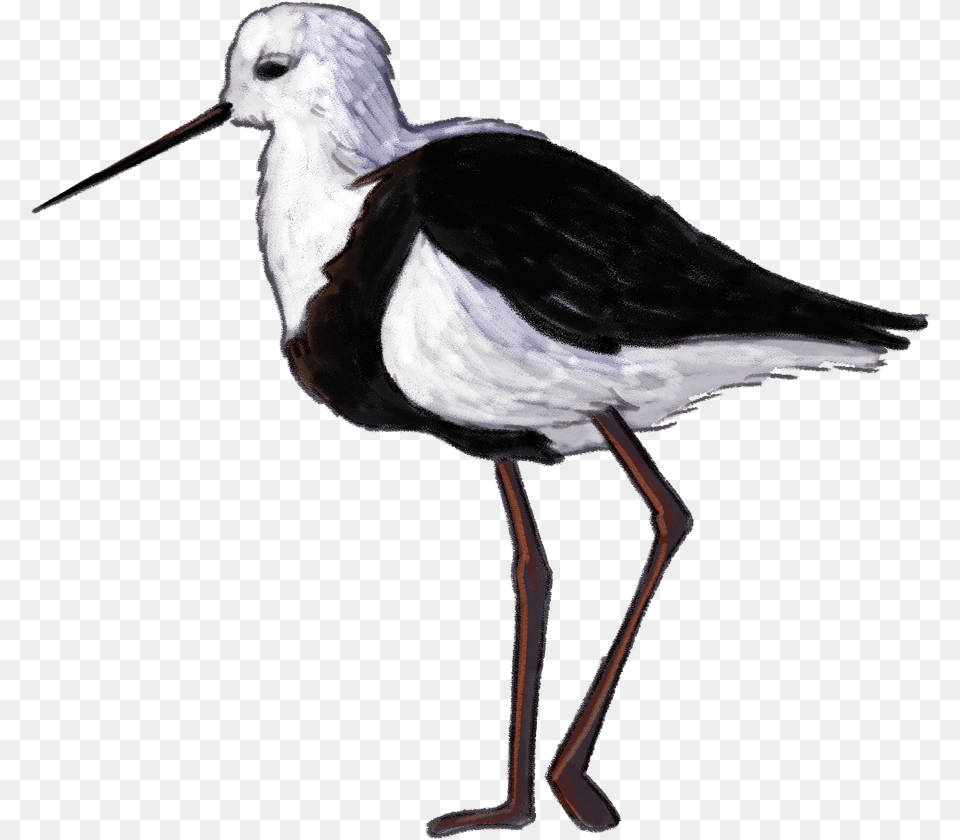Wetland Bird, Animal, Beak, Stork, Waterfowl Free Png Download