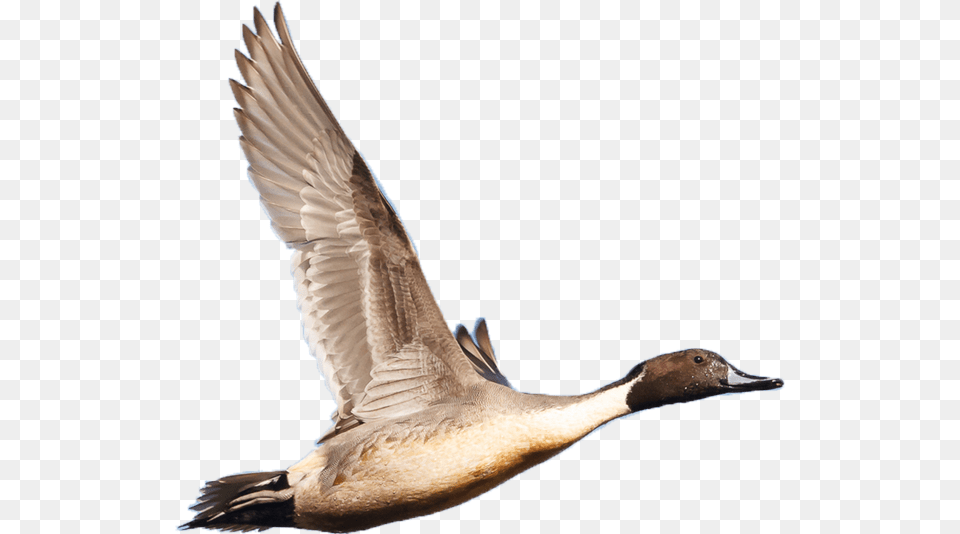 Wetland Birds, Animal, Bird, Goose, Waterfowl Png Image