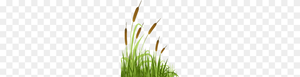 Wetland Hd Transparent Wetland Hd Images, Grass, Green, Lawn, Plant Free Png Download