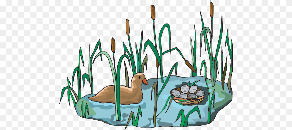 Wetlands Resources, Animal, Bird, Partridge, Reed Free Png