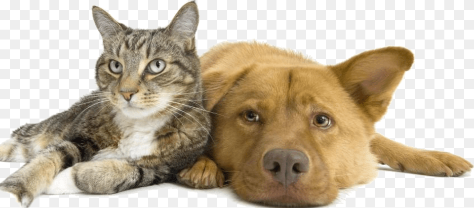 Weyburn Humane Society Dog And Cat Render, Animal, Mammal, Pet, Canine Free Png