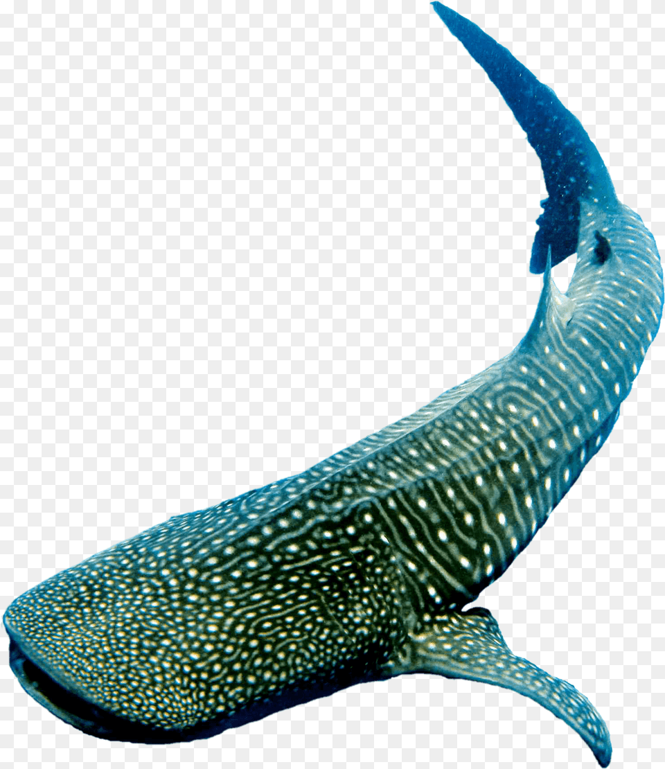 Whale, Animal, Sea Life, Fish, Mammal Png Image