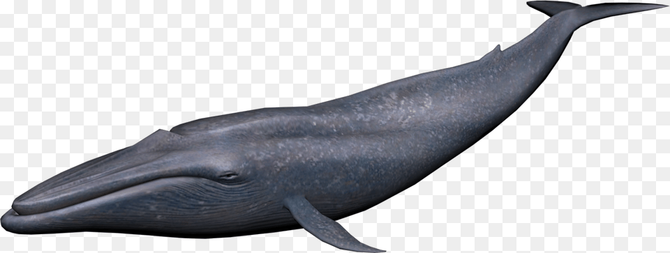 Whale, Animal, Mammal, Sea Life, Fish Png Image