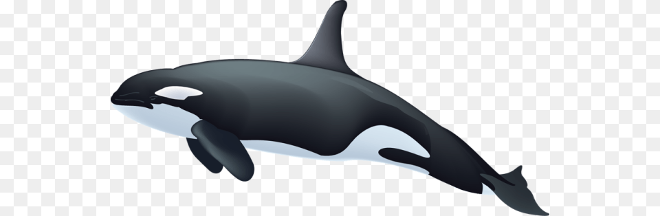 Whale, Animal, Mammal, Sea Life, Orca Free Png Download