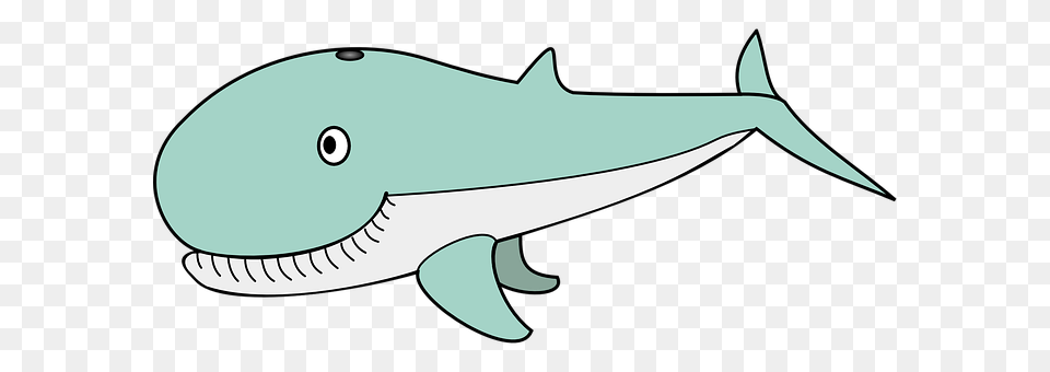 Whale Animal, Sea Life, Fish, Shark Png Image
