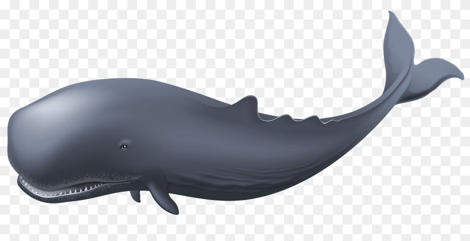 Whale, Animal, Mammal, Sea Life, Fish Free Png Download