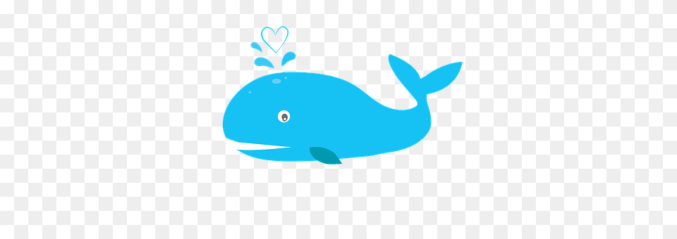 Whale Animal, Beluga Whale, Mammal, Sea Life Free Png