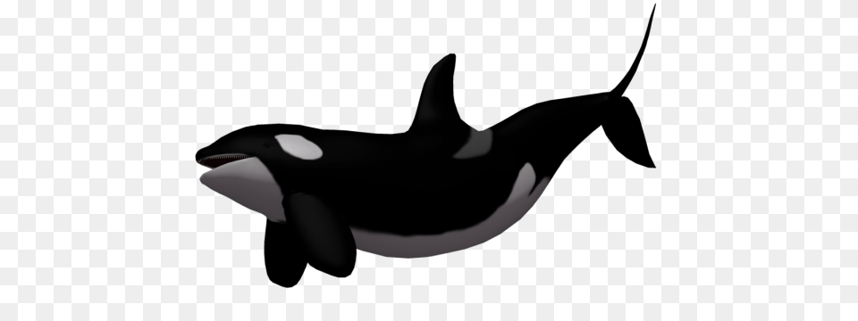 Whale, Animal, Sea Life, Mammal, Orca Free Transparent Png