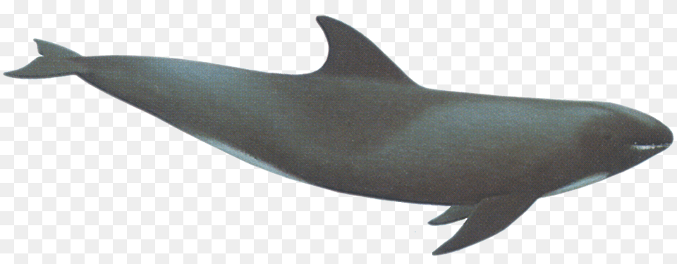 Whale, Animal, Sea Life, Fish, Dolphin Free Transparent Png
