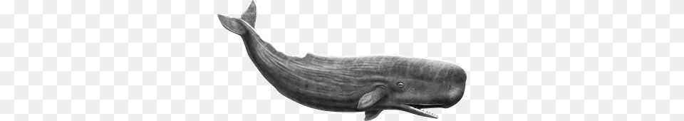 Whale, Animal, Mammal, Sea Life, Smoke Pipe Png