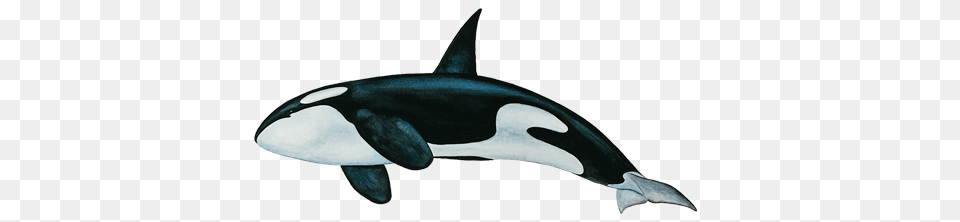 Whale, Animal, Sea Life, Mammal, Fish Free Transparent Png