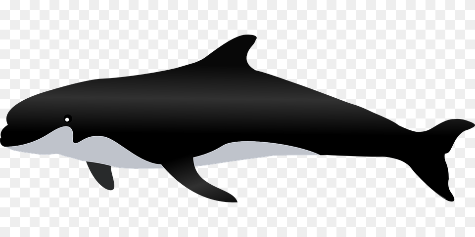 Whale, Animal, Sea Life, Mammal, Dolphin Png