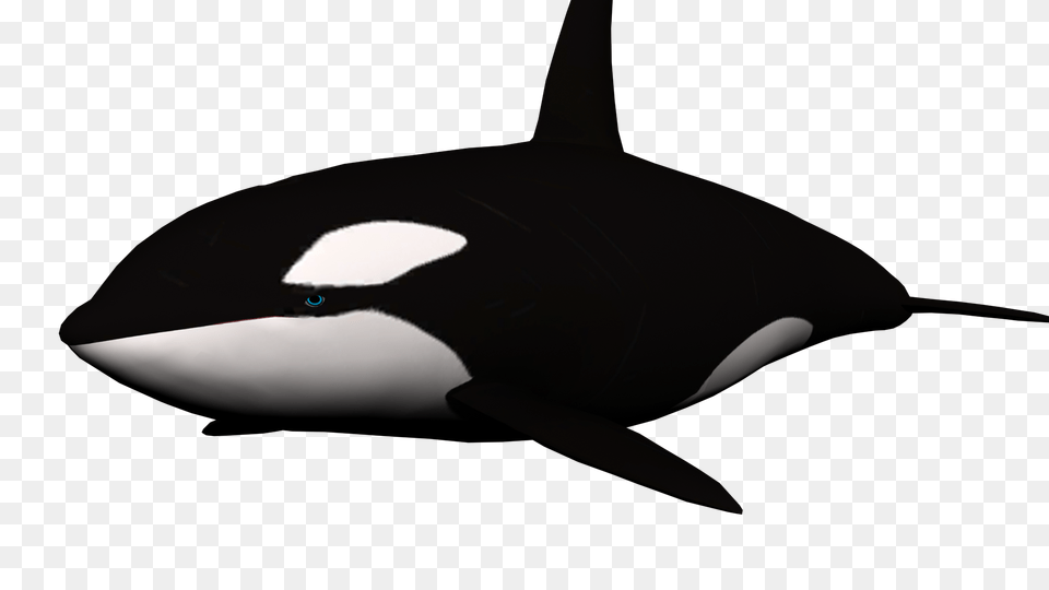 Whale, Animal, Sea Life, Mammal, Orca Png