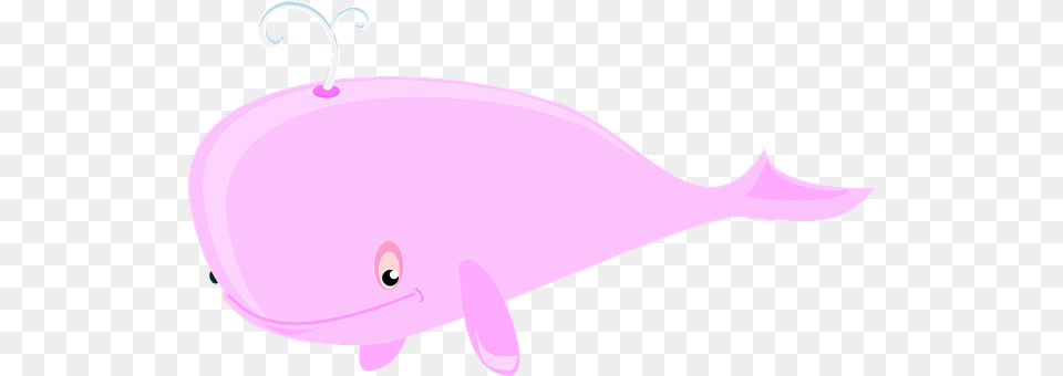 Whale Animal, Mammal, Sea Life Png Image