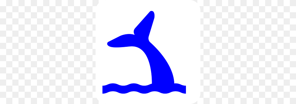Whale Animal, Fish, Sea Life, Shark Png Image