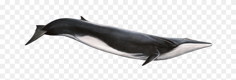 Whale, Animal, Mammal, Sea Life, Fish Png