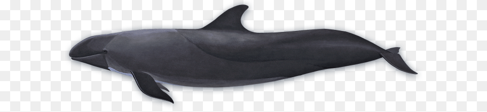 Whale, Animal, Dolphin, Mammal, Sea Life Free Png Download