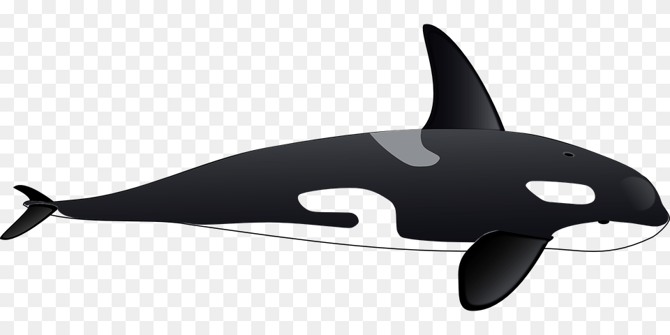 Whale, Animal, Sea Life, Mammal, Orca Free Png Download
