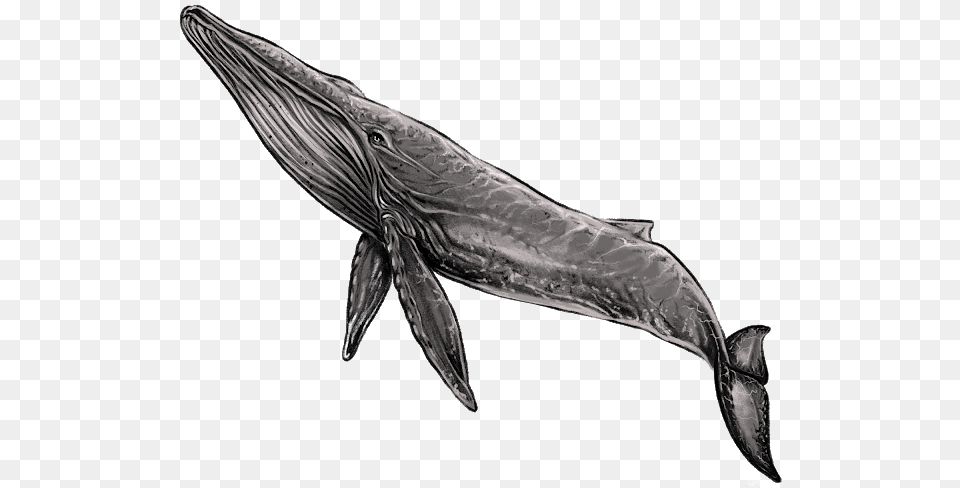 Whale, Animal, Mammal, Sea Life, Bird Png