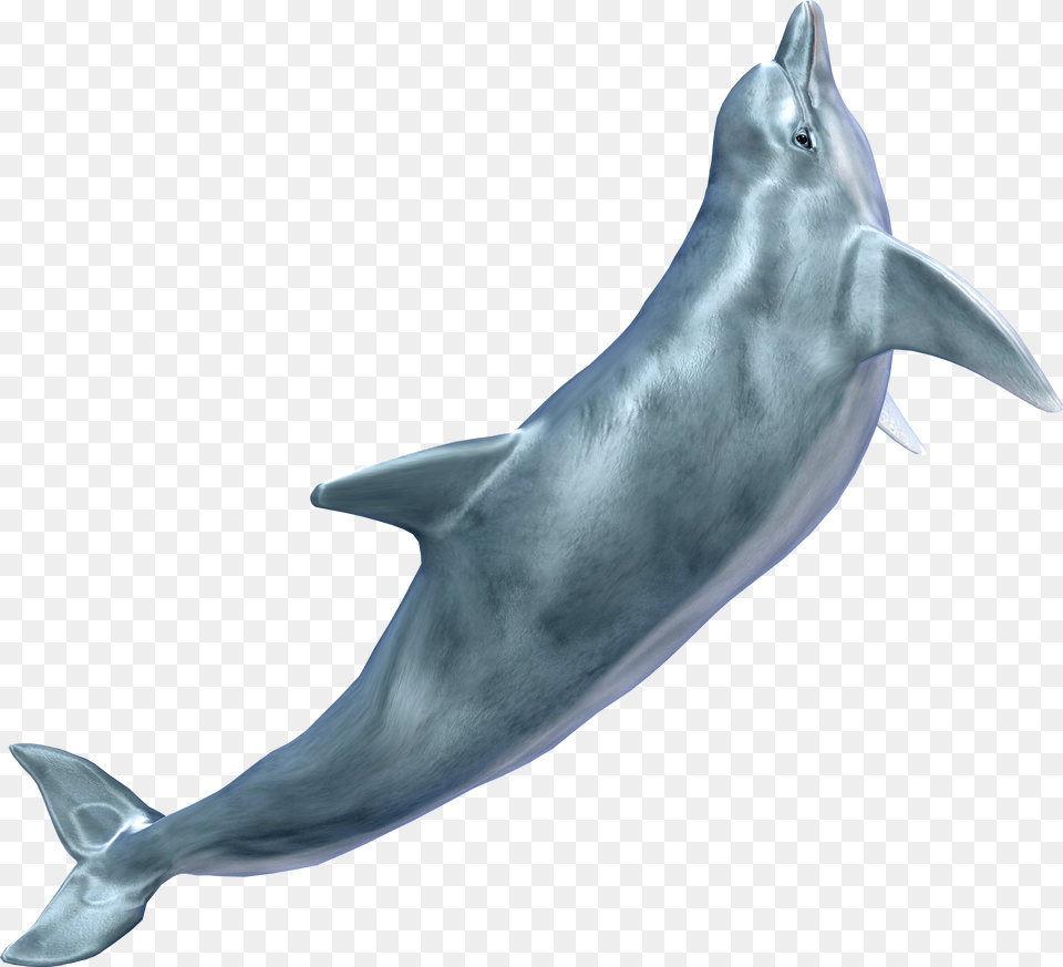 Whale, Animal, Dolphin, Mammal, Sea Life Free Png