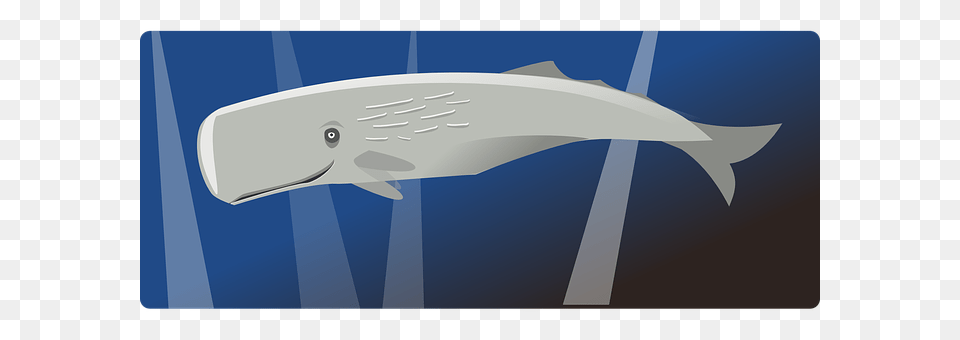Whale Animal, Sea Life, Mammal, Fish Free Png Download
