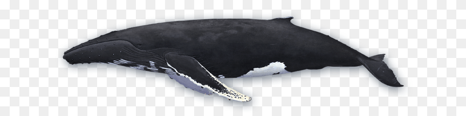 Whale, Animal, Mammal, Sea Life, Fish Free Png Download