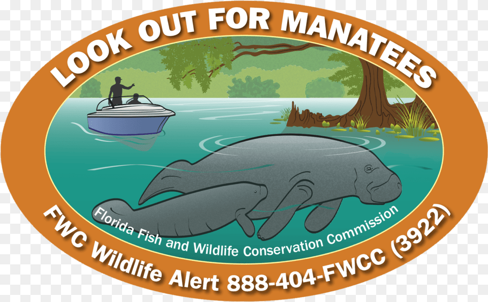 Whale, Person, Animal, Mammal, Manatee Free Png