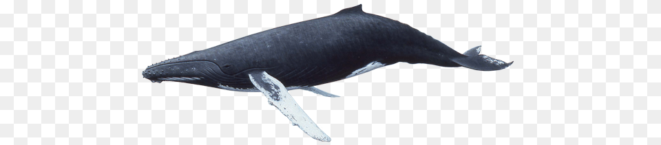 Whale, Animal, Mammal, Sea Life, Fish Free Transparent Png