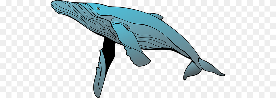 Whale Animal, Mammal, Sea Life, Fish Png