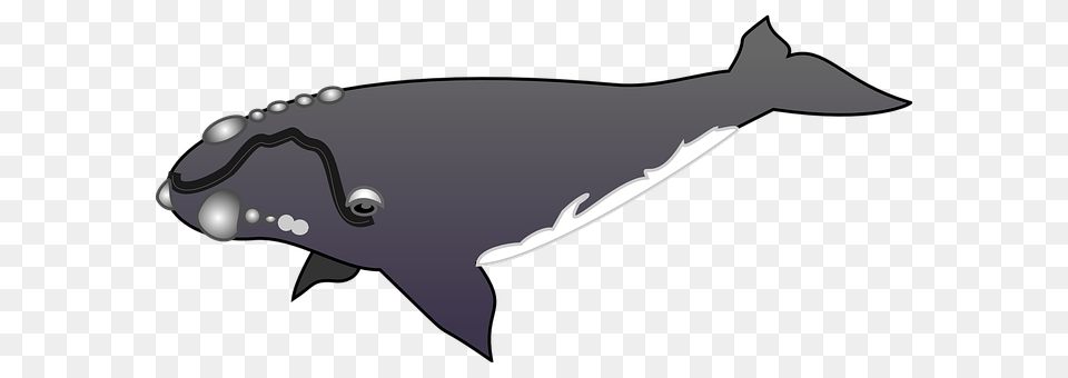 Whale Animal, Mammal, Sea Life Png