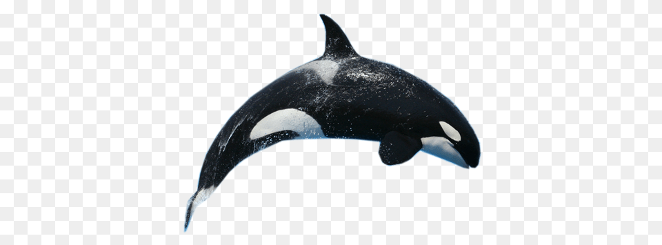 Whale, Animal, Sea Life, Mammal, Fish Png