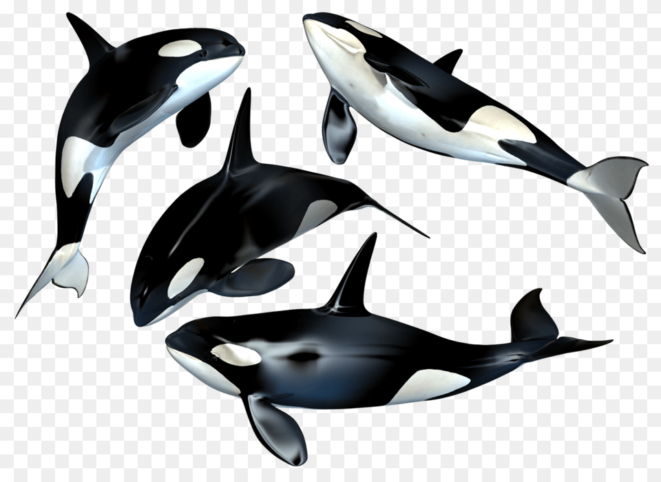 Whale, Animal, Sea Life, Mammal, Orca Free Png