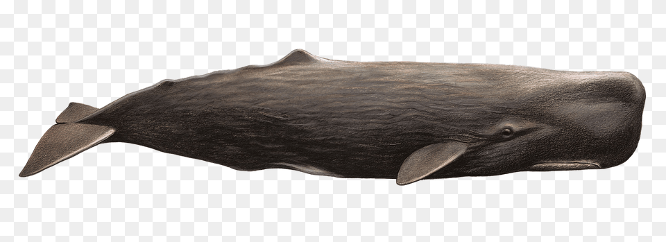 Whale, Animal, Mammal, Sea Life, Fish Free Png Download