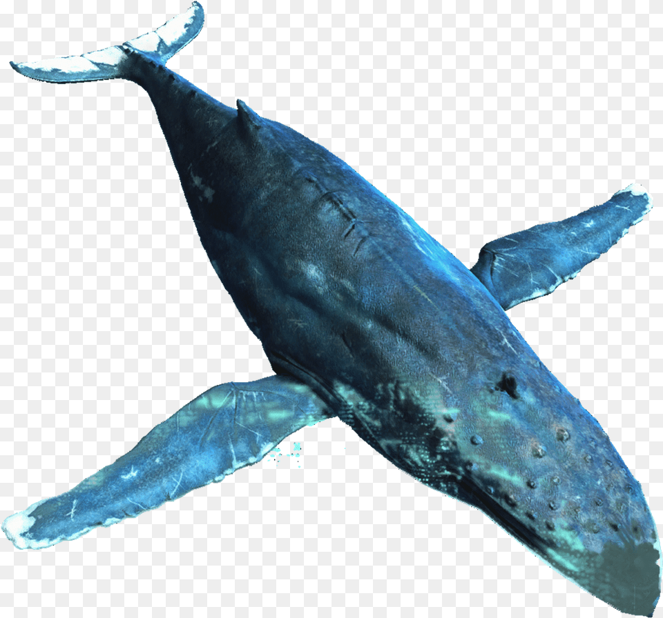 Whale Background Humpback Whale Transparent Background, Animal, Mammal, Sea Life, Fish Png Image