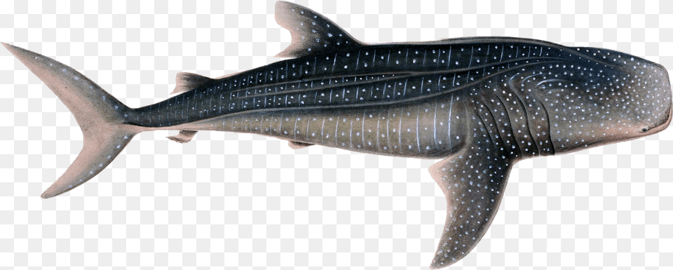 Whale Background Whale Shark White Background, Animal, Sea Life, Fish Free Png